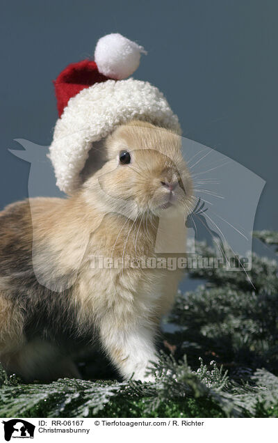 Weihnachtshase / Christmasbunny / RR-06167