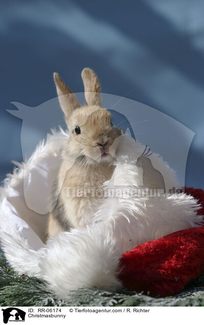 Weihnachtshase / Christmasbunny / RR-06174