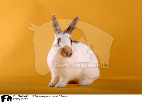 Zwergkaninchen / pygmy bunny / DB-01442