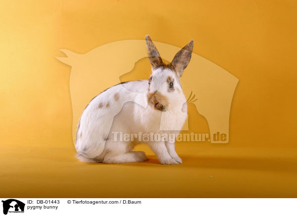Zwergkaninchen / pygmy bunny / DB-01443