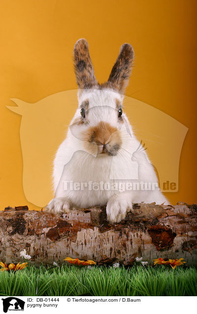 pygmy bunny / DB-01444