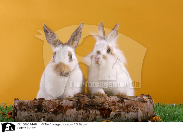 Zwergkaninchen / pygmy bunny / DB-01448