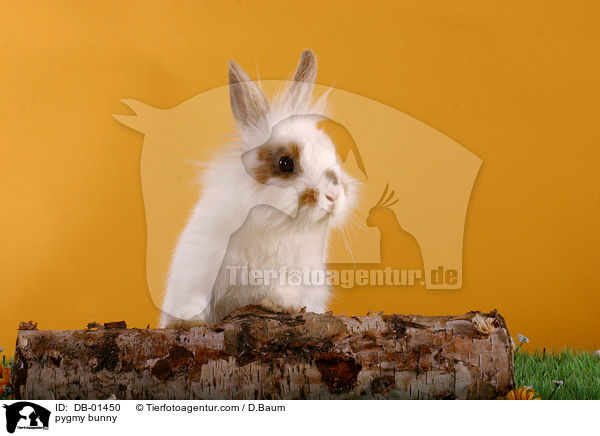 pygmy bunny / DB-01450