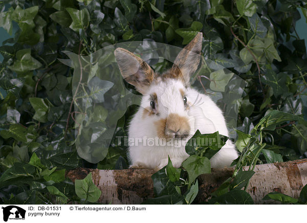 Zwergkaninchen / pygmy bunny / DB-01531