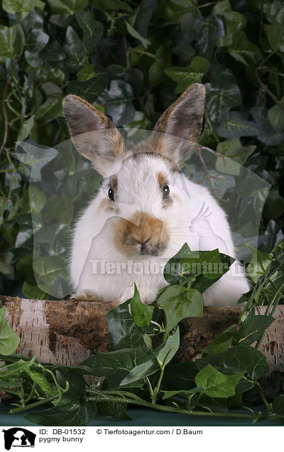 Zwergkaninchen / pygmy bunny / DB-01532