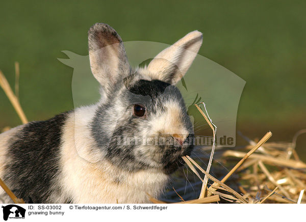 Zwergkaninchen knabbert am Stroh / gnawing bunny / SS-03002