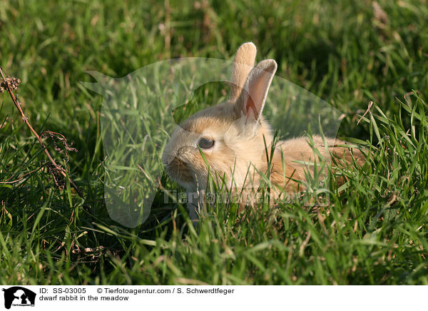 Zwergkaninchen auf der Wiese / dwarf rabbit in the meadow / SS-03005