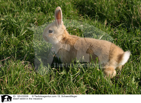 Zwergkaninchen auf der Wiese / dwarf rabbit in the meadow / SS-03006