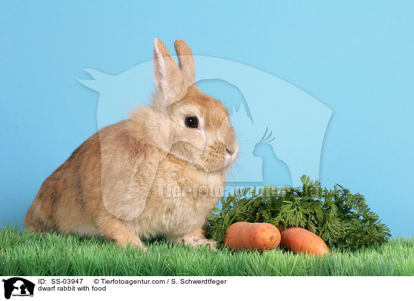 dwarf rabbit with food / SS-03947