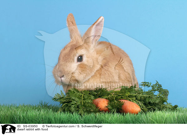 Zwergkaninchen mit Futter / dwarf rabbit with food / SS-03950