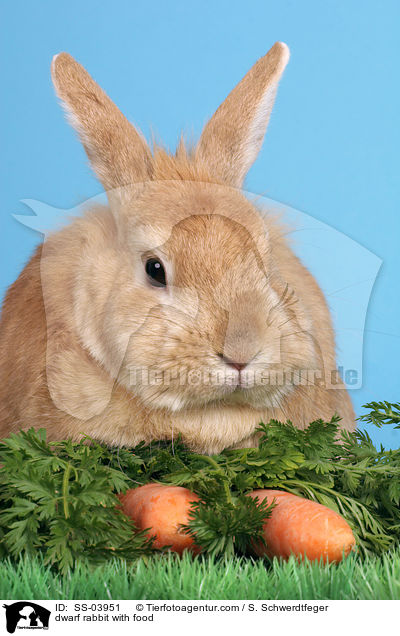 dwarf rabbit with food / SS-03951