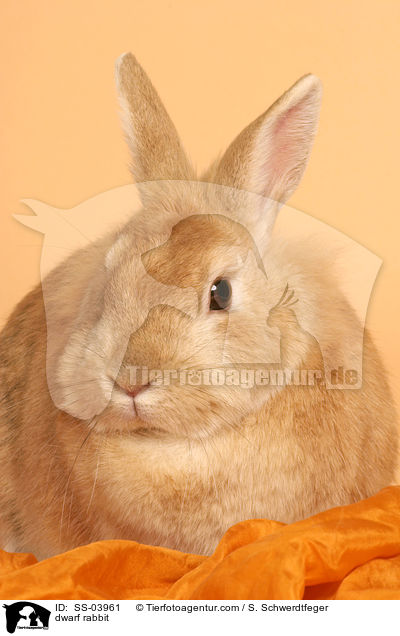 Zwergkaninchen / dwarf rabbit / SS-03961