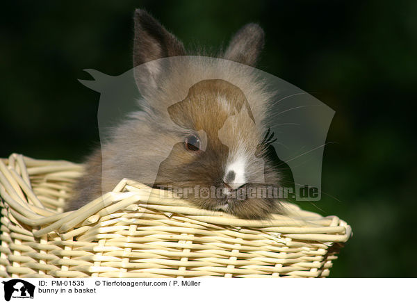 Zwergkaninchen im Krbchen / bunny in a basket / PM-01535