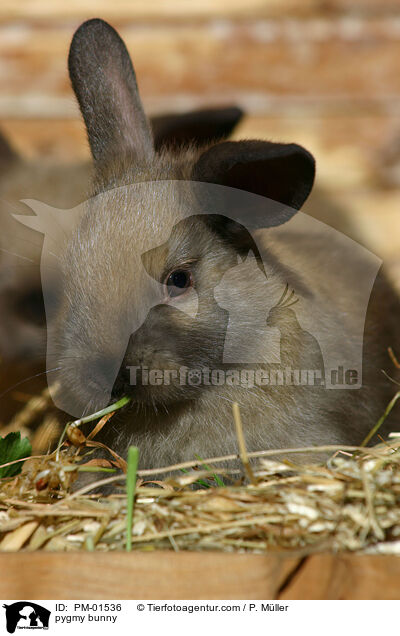 Zwergkaninchen / pygmy bunny / PM-01536