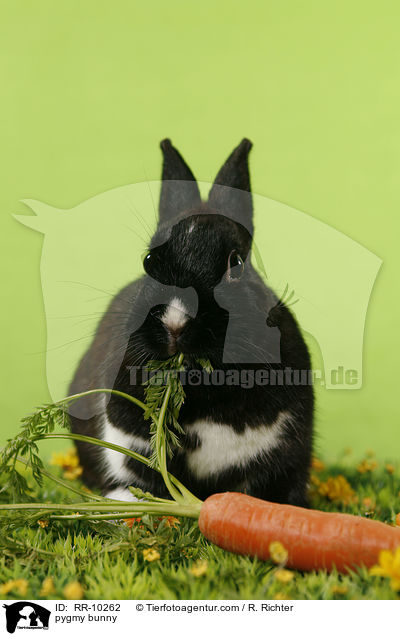 Zwergkaninchen / pygmy bunny / RR-10262