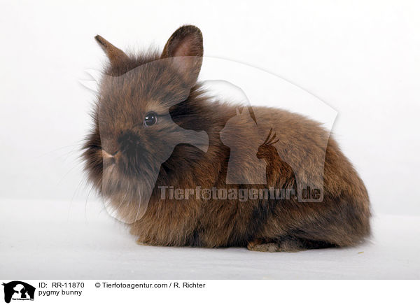 Zwergkaninchen / pygmy bunny / RR-11870