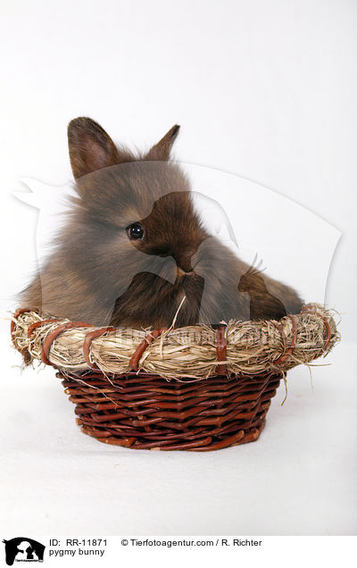 Zwergkaninchen / pygmy bunny / RR-11871