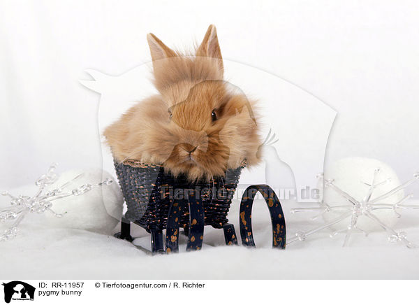 Zwergkaninchen / pygmy bunny / RR-11957
