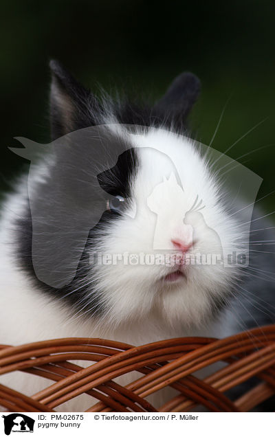 Zwergkaninchen / pygmy bunny / PM-02675