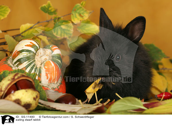 fressendes Zwergkaninchen / eating dwarf rabbit / SS-11480