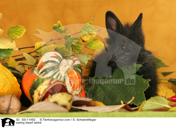 fressendes Zwergkaninchen / eating dwarf rabbit / SS-11482
