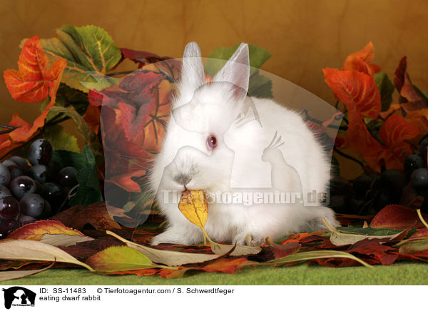 fressendes Zwergkaninchen / eating dwarf rabbit / SS-11483