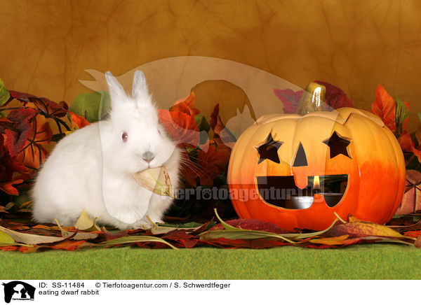 fressendes Zwergkaninchen / eating dwarf rabbit / SS-11484