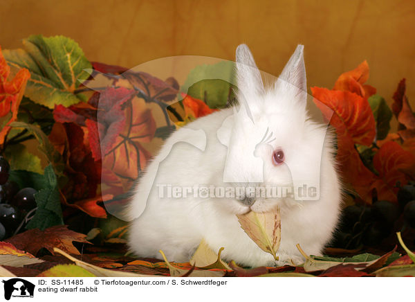 fressendes Zwergkaninchen / eating dwarf rabbit / SS-11485