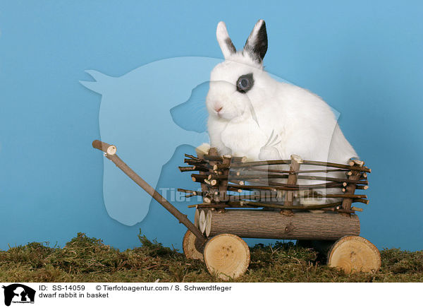 Zwergkaninchen in Krbchen / dwarf rabbit in basket / SS-14059