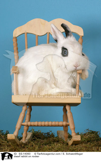Zwergkaninchen auf Schaukelstuhl / dwarf rabbit on rocker / SS-14060