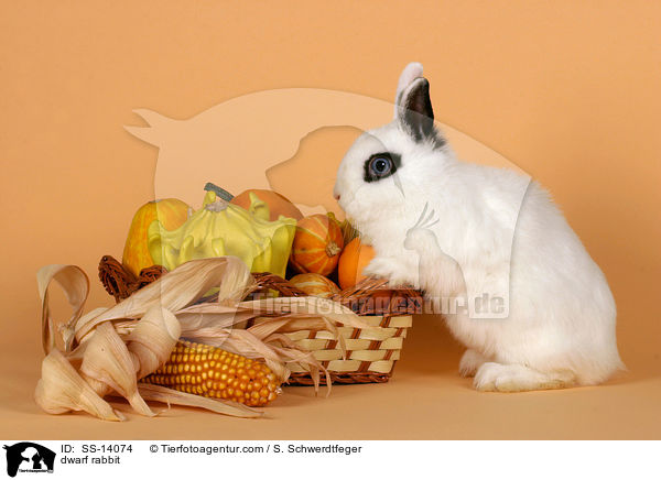 Zwergkaninchen / dwarf rabbit / SS-14074
