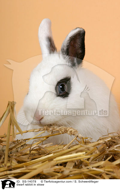 Zwergkaninchen im Stroh / dwarf rabbit in straw / SS-14078