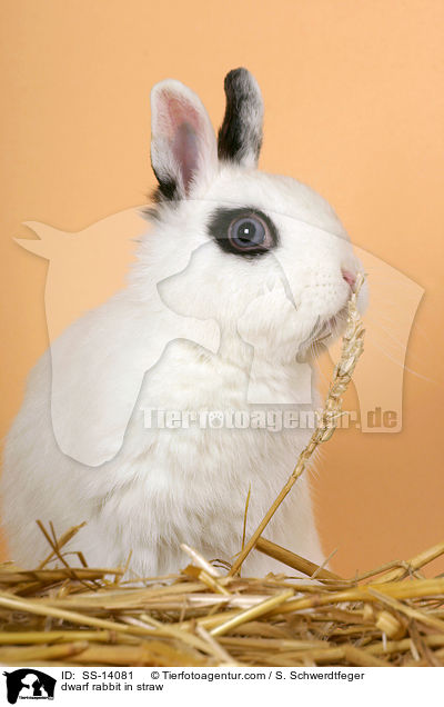 Zwergkaninchen im Stroh / dwarf rabbit in straw / SS-14081