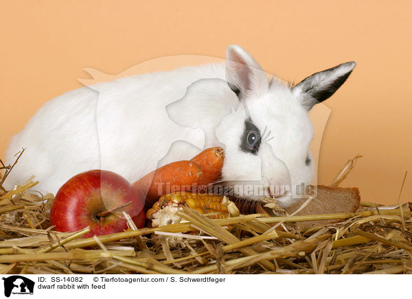 Zwergkaninchen mit Futter / dwarf rabbit with feed / SS-14082