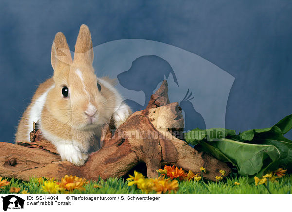 Zwergkaninchen Portrait / dwarf rabbit Portrait / SS-14094