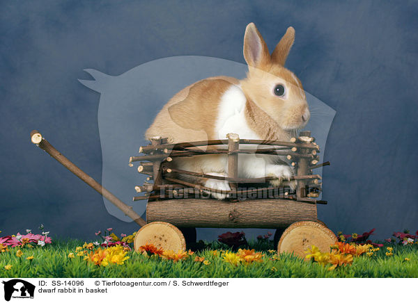 Zwergkaninchen im Krbchen / dwarf rabbit in basket / SS-14096