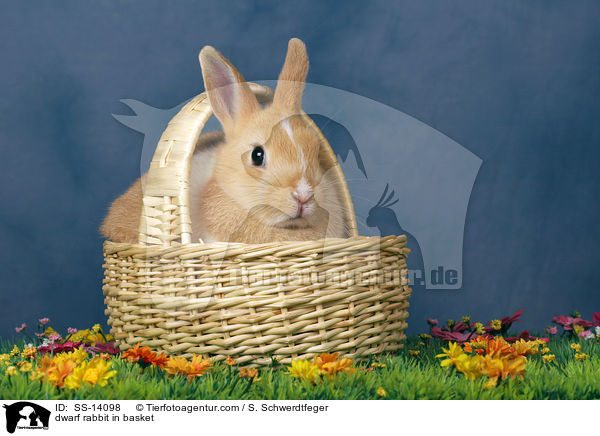 Zwergkaninchen im Krbchen / dwarf rabbit in basket / SS-14098