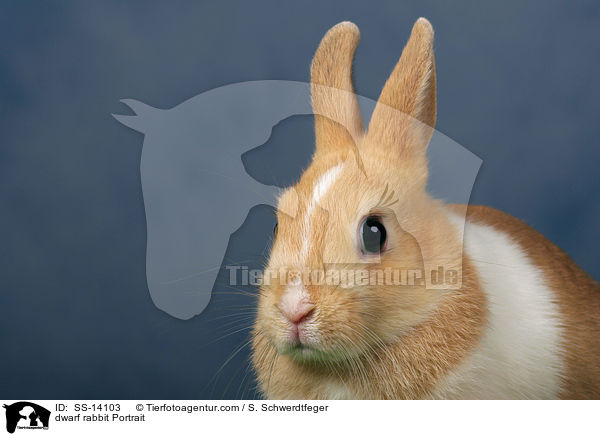 Zwergkaninchen Portrait / dwarf rabbit Portrait / SS-14103