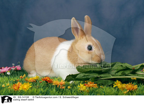 fressendes Zwergkaninchen / eating dwarf rabbit / SS-14106