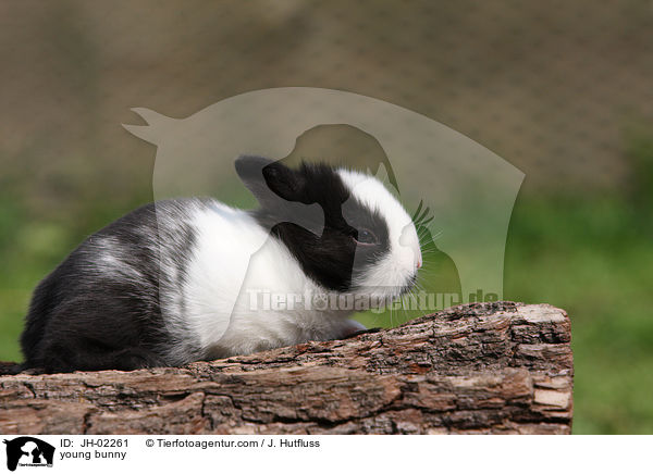 Kaninchenbaby / young bunny / JH-02261