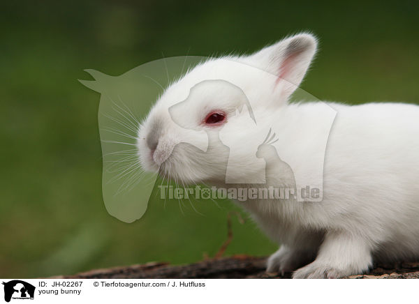 Kaninchenbaby / young bunny / JH-02267
