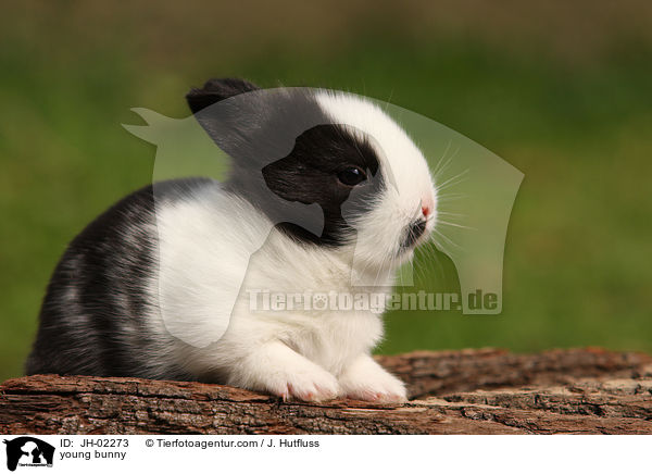 Kaninchenbaby / young bunny / JH-02273