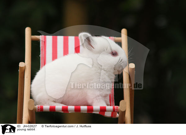 Zwergkaninchen / young rabbit / JH-02627