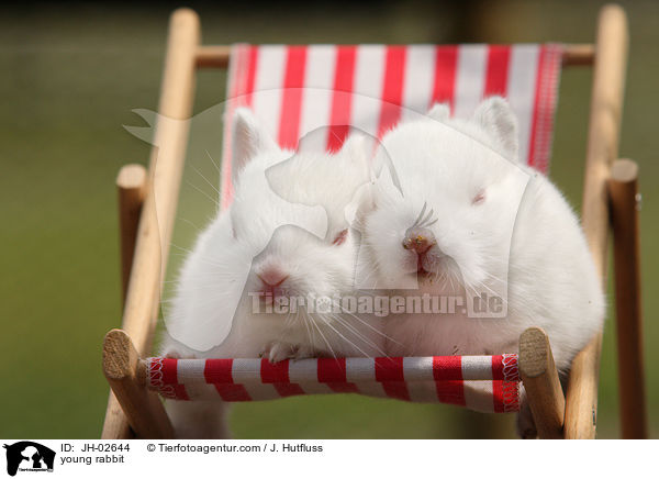 Zwergkaninchen / young rabbit / JH-02644