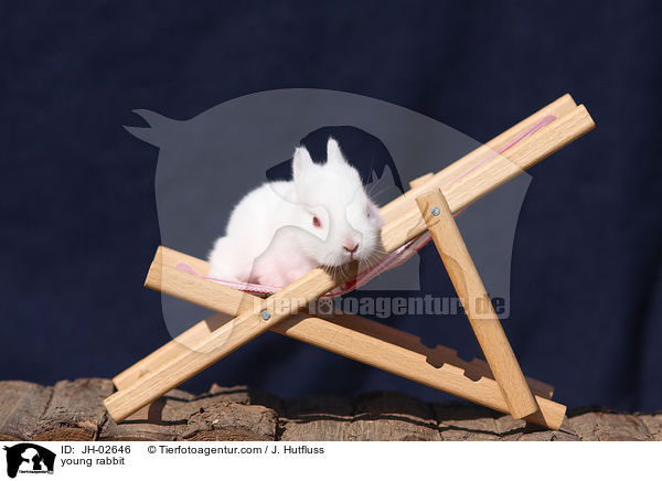Zwergkaninchen / young rabbit / JH-02646