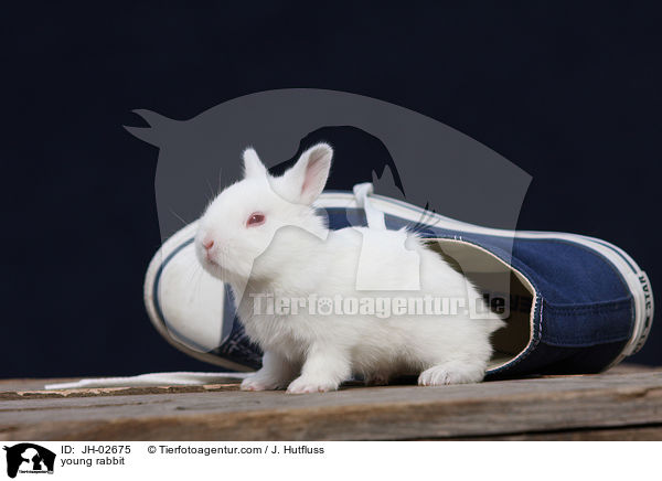 Zwergkaninchen / young rabbit / JH-02675
