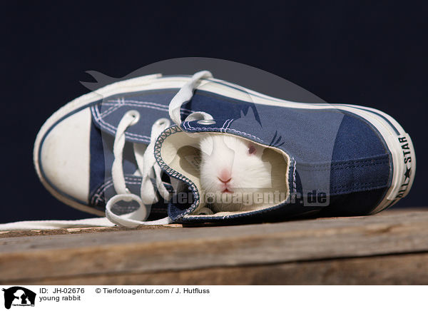Zwergkaninchen / young rabbit / JH-02676