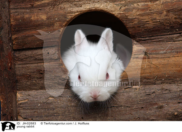 Zwergkaninchen / young rabbit / JH-02683