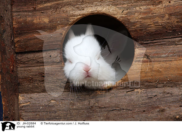 Zwergkaninchen / young rabbit / JH-02684