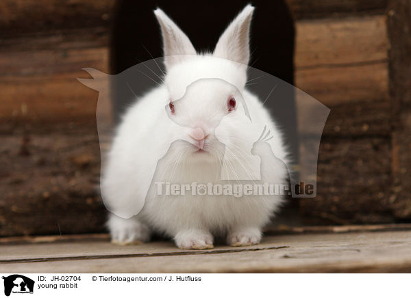 Zwergkaninchen / young rabbit / JH-02704